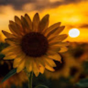 Meet your Posher, Sandrine